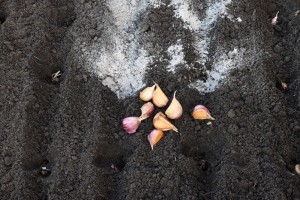 Чем удобрить землю перед посадкой озимого чеснока