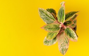 Почему желтеют листья у аглаонемы?