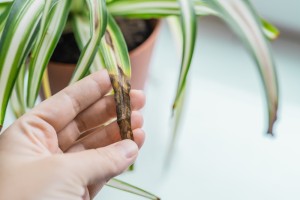 Почему у хлорофитума сохнут кончики листьев – и другие проблемы при выращивании