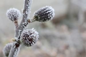 Как правильно укрыть инжир на зиму: 4 эффективных способа