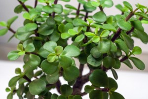 Толстянка (денежное дерево): уход в домашних условиях