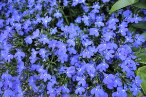 7 главных правил выращивания рассады лобелии