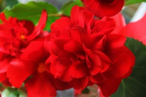 Как размножить клубневую бегонию в домашних условиях