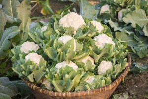 Когда и как сажать цветную капусту на рассаду
