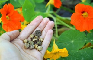 Когда сеять настурцию на рассаду: рекомендации для садоводов