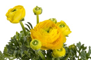 Лютики — уход в открытом грунте