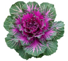 Декоративная капуста: когда сажать на рассаду в 2026 году?