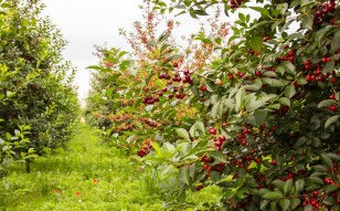 Лучшие сорта вишни для средней полосы России