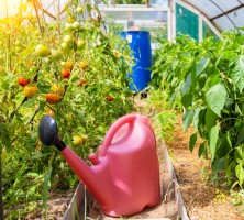 Полив помидоров в теплице: как избежать ошибок и получить богатый урожай