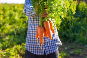 Как и когда сеять морковь в грунт