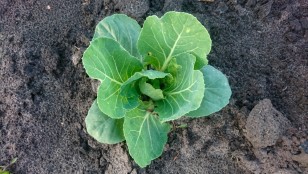 Что делать, если у рассады капусты желтеют листья