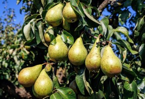 Весенняя подкормка груши: чем удобрить дерево в апреле-мае