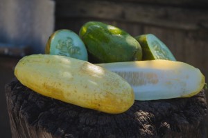 Желтеет огурец в теплице: что делать?