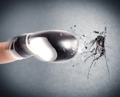 Как избавиться от комаров на участке