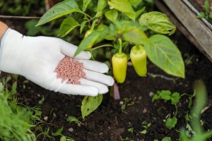Можно ли подкармливать перец во время цветения и плодоношения