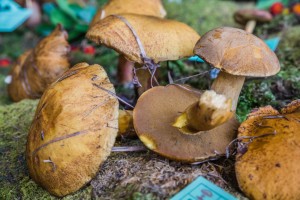 Масленок жёлто-бурый (Suillus variegatus)