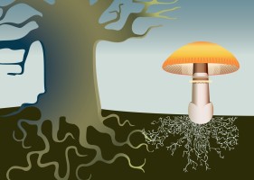 Что такое микориза, её влияние на почву и растения