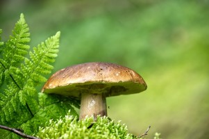 Моховик зелёный (Xerocomus subtomentosus)