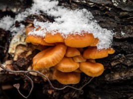 Опёнок зимний (Flammulina velutipes)