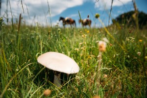 Опёнок луговой (Marasmius oreades)