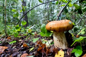 Валуй (Russula foetens)