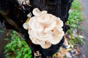 Вёшенка обыкновенная (Pleurotus ostreatus)
