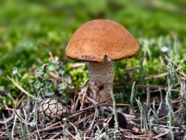 Подосиновик красный (Leccinum aurantiacum)