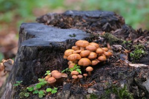 Опёнок летний (Kuehneromyces mutabilis)