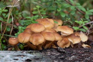 Опёнок осенний (Аrmillaria melleа)