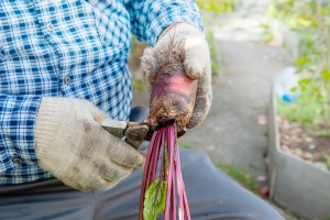 Как обрезать свёклу для хранения: 1 ошибка, которая превращает урожай в гниль