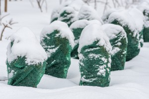 Как и чем укрыть розы на зиму