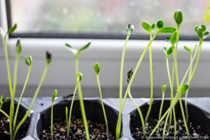 Саженцы куплены, а сажать уже поздно? Вот как сохранить их до весны