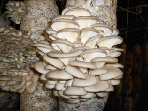 Мицелий Вешенки, штамм К17, грибной блок по 5,0 кг