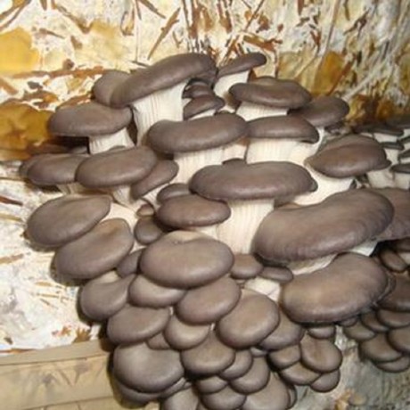 Мицелий Вешенки, штамм Н8(Н80), грибной блок по 5,0 кг