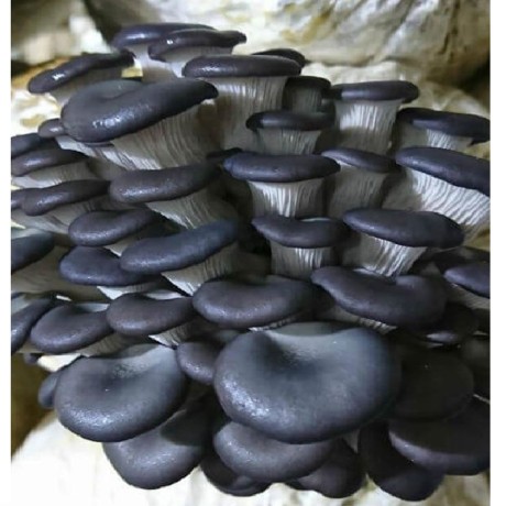 Мицелий Вешенки, штамм НКЧ (Китайский черный), грибной блок по 5,0 кг