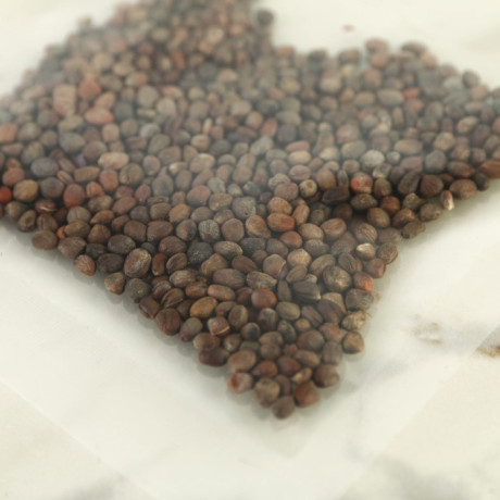 Набор для выращивания микрозелени «Красный редис»: лоток, семена (3 шт), льняной коврик (3 шт)