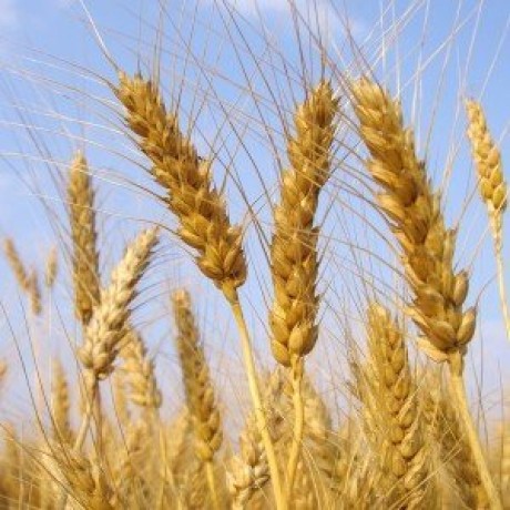 Сидерат Пшеница 800 г