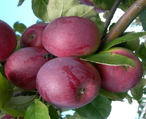 Саженец, Мичуринский сад, Яблоня, Сорт Орлик (яблоня), 1год, 3года, ЗКС