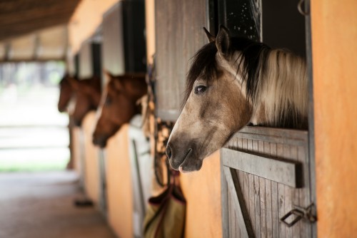 В России введены новые ветеринарные правила содержания лошадей