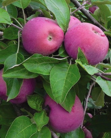 Яблоня Анис пурпуровый