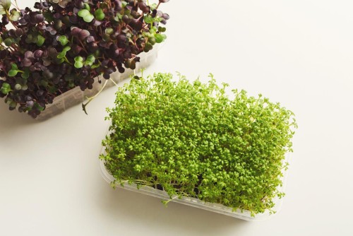 Как вырастить салат на подоконнике?