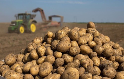 Липецким овощеводам и картофелеводам выделили свыше 100 миллионов рублей