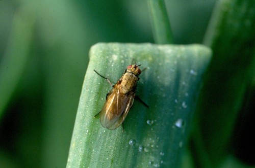 Луковая муха: методы борьбы