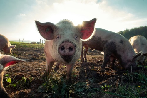 Выявлена серьезная угроза для свиней в небольших хозяйствах
