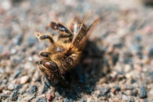 К чему приводит незнание закона: фермер заплатит пасечнику за гибель пчел