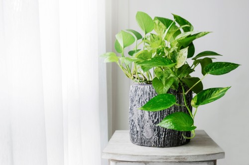 Вьющиеся комнатные растения: как выбрать, особенности