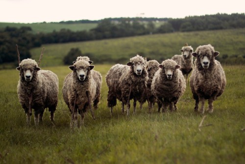На развитие овцеводства в Забайкалье выделят 50 млн рублей