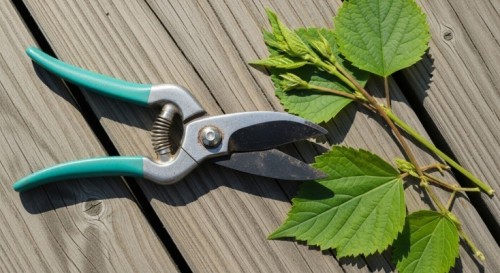 Как черенковать гортензию древовидную летом