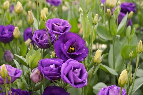 10 красивых сортов эустомы для дома и сада