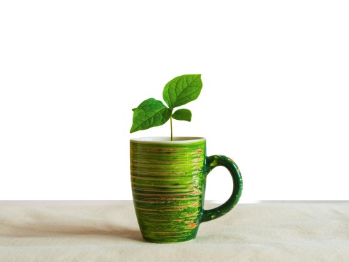 Как вырастить хурму из косточки и нужно ли это делать?